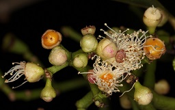 Syzygium cumini