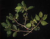 Syzygium cumini