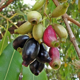 Jambolão (Syzygium cumini)