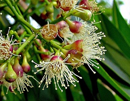 Jambolão (Syzygium cumini)