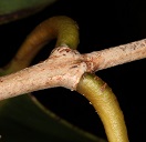 Syzygium cumini