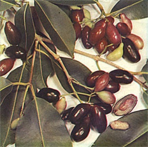 Plate LII: JAMBOLAN, Syzygium cumini