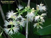 Flowers of the Java plum