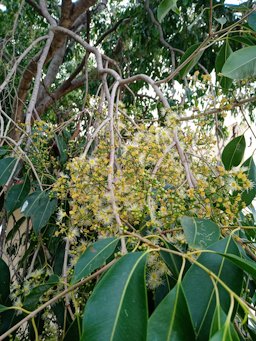 Syzygium cumini, Bangalore, India