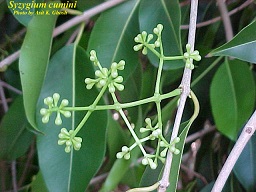 Java plum flower buds