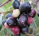 Fruit