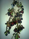 S. cumini fruits in various stages of ripeness