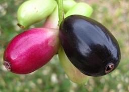 The fruits of Syzygium cumini (jambolão in Portuguese) are black when ripe