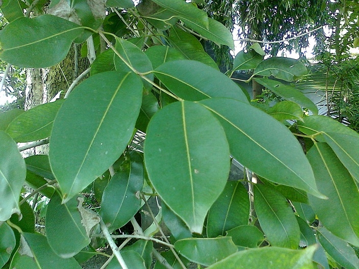 Jambolan, Syzygium cumini
