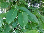 Java plum leaves