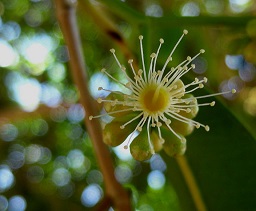 Picture of a flower of Syzygium cumini