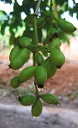 Syzygium cumini - young fruits
