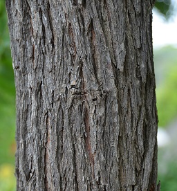 Bark