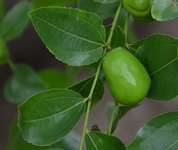 Immature fruit