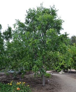 Mature Ziziphus jujuba