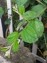 (Ziziphus jujuba) Foliage at Ammuguda Railway Station, Hyderabad