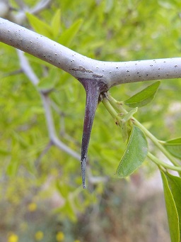 Ziziphus jujuba (Jinjolero, azufaifo) - Rama joven con espina nodal/axilar.