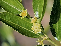 Ziziphus zizyphus flores