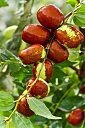 Chinese jujube