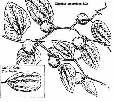 Kong-Thai Indian jujube