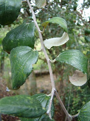 Ziziphus leaves