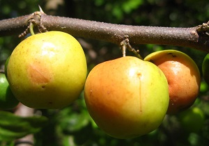edible fruit of the Indian jujube