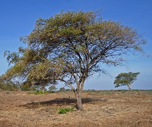 Habits of wild Ziziphus mauritiana