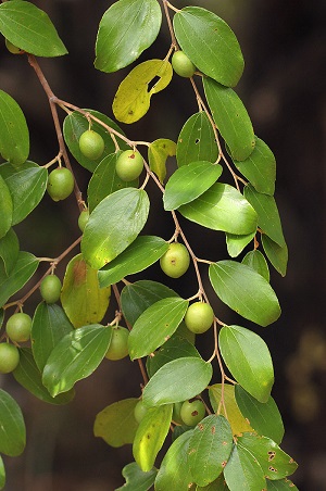 Fruit forming