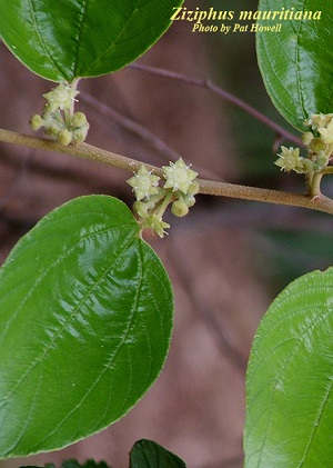 Indian jujube flowering