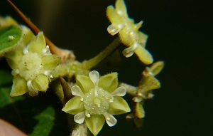 Indian jujube flowers close up