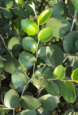 Indian jujube leaves
