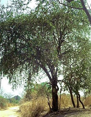 Mature tree in Africa