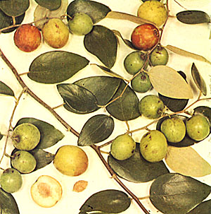 Indian jujube