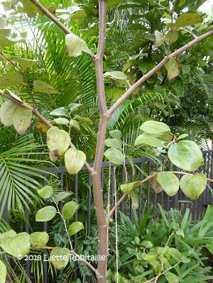 Tree habit