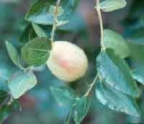 Unripe fruit