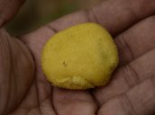 Barhal. Artocarpus lakoocha Roxb. Gibbon Wildlife Sanctuary, Assam, India.