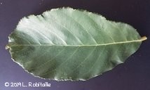 Leaf dorsal view