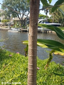 Trunk on a two year old tree