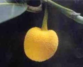 A developing fruit (60%) of Artocarpus lakoocha.