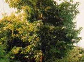 A mature tree of Artocarpus lakoocha.