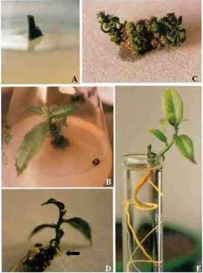 Sequential stages in the complete in vitro regeneration of lakoocha plantlets.