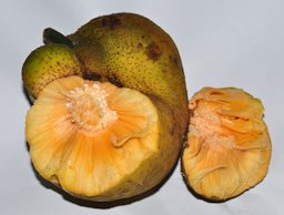 Lakoocha or Monkey Jack (Artocarpus lakoocha)