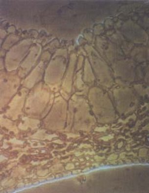 Leaf anatomy of a Med-jool date palm. Note the size of the bulliform cells.