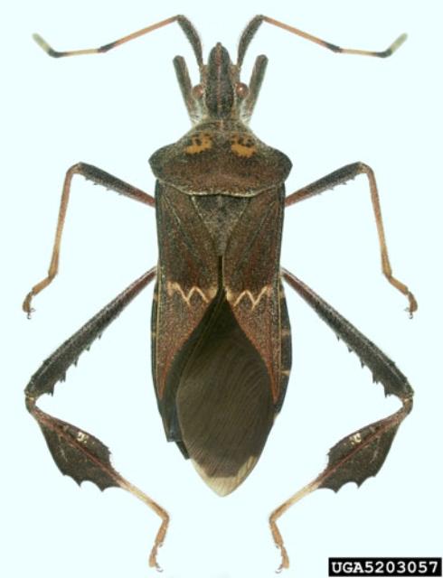 Leaf-Footed Plant Bug - Leptoglossus zonatus