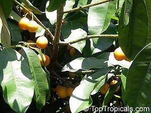 Fruit habit