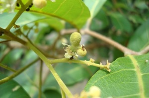 Fruit forming