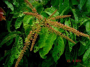 Dimocarpus longan Lour. Alor Setar, Kedah, Malaysia