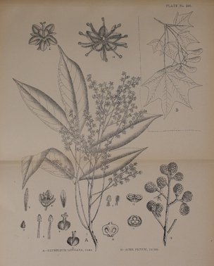 Dimocarpus longan Lour. [as Nephelium longana Cambess.]