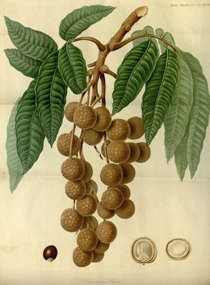 Dimocarpus longan Lour.