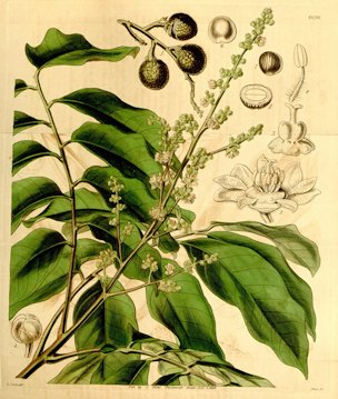 Dimocarpus longan Lour. [as Nephelium longan (Lour.) Hook.]